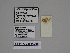  ( - SE MNC Lep 00218)  @11 [ ] Copyright (2010) Unspecified Museum fuer Naturkunde, Chemnitz