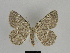  ( - SE MNC Lep 00219)  @11 [ ] Copyright (2010) Unspecified Museum fuer Naturkunde, Chemnitz