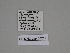  ( - SE MNC Lep 00219)  @11 [ ] Copyright (2010) Unspecified Museum fuer Naturkunde, Chemnitz