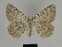  ( - SE MNC Lep 00220)  @11 [ ] Copyright (2010) Unspecified Museum fuer Naturkunde, Chemnitz