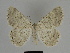  ( - SE MNC Lep 00221)  @14 [ ] Copyright (2010) Unspecified Museum fuer Naturkunde, Chemnitz