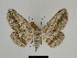  ( - SE MNC Lep 00227)  @15 [ ] Copyright (2010) Unspecified Museum fuer Naturkunde, Chemnitz