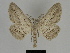  ( - SE MNC Lep 00230)  @15 [ ] Copyright (2010) Unspecified Museum fuer Naturkunde, Chemnitz