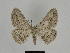  (Afriberina - SE MNC Lep 00231)  @15 [ ] Copyright (2010) Unspecified Museum fuer Naturkunde, Chemnitz
