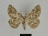  ( - SE MNC Lep 00233)  @11 [ ] Copyright (2010) Unspecified Museum fuer Naturkunde, Chemnitz