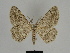  ( - SE MNC Lep 00234)  @13 [ ] Copyright (2010) Unspecified Museum fuer Naturkunde, Chemnitz