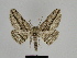 ( - SE MNC Lep 00240)  @13 [ ] Copyright (2010) Unspecified Museum fuer Naturkunde, Chemnitz