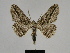  ( - SE MNC Lep 00241)  @13 [ ] Copyright (2010) Unspecified Museum fuer Naturkunde, Chemnitz
