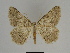  ( - SE MNC Lep 00246)  @13 [ ] Copyright (2010) Unspecified Museum fuer Naturkunde, Chemnitz