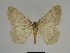  ( - SE MNC Lep 00246)  @13 [ ] Copyright (2010) Unspecified Museum fuer Naturkunde, Chemnitz