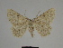  ( - SE MNC Lep 00247)  @13 [ ] Copyright (2010) Unspecified Museum fuer Naturkunde, Chemnitz