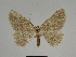  ( - SE MNC Lep 00248)  @13 [ ] Copyright (2010) Unspecified Museum fuer Naturkunde, Chemnitz