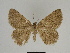  (Gnophos similaria - SE MNC Lep 00249)  @14 [ ] Copyright (2010) Unspecified Museum fuer Naturkunde, Chemnitz