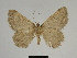 ( - SE MNC Lep 00249)  @12 [ ] Copyright (2010) Unspecified Museum fuer Naturkunde, Chemnitz