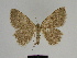  (Charissa SE01Mr - SE MNC Lep 00250)  @14 [ ] Copyright (2010) Unspecified Museum fuer Naturkunde, Chemnitz