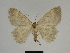  ( - SE MNC Lep 00250)  @13 [ ] Copyright (2010) Unspecified Museum fuer Naturkunde, Chemnitz