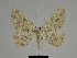  ( - SE MNC Lep 00251)  @14 [ ] Copyright (2010) Unspecified Museum fuer Naturkunde, Chemnitz
