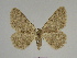  ( - SE MNC Lep 00252)  @14 [ ] Copyright (2010) Unspecified Museum fuer Naturkunde, Chemnitz