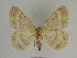  ( - SE MNC Lep 00252)  @14 [ ] Copyright (2010) Unspecified Museum fuer Naturkunde, Chemnitz