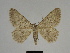  ( - SE MNC Lep 00253)  @14 [ ] Copyright (2010) Unspecified Museum fuer Naturkunde, Chemnitz