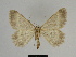  ( - SE MNC Lep 00253)  @14 [ ] Copyright (2010) Unspecified Museum fuer Naturkunde, Chemnitz