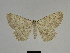  ( - SE MNC Lep 00254)  @14 [ ] Copyright (2010) Unspecified Museum fuer Naturkunde, Chemnitz