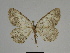  ( - SE MNC Lep 00260)  @13 [ ] Copyright (2010) Unspecified Museum fuer Naturkunde, Chemnitz