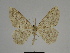 ( - SE MNC Lep 00261)  @13 [ ] Copyright (2010) Unspecified Museum fuer Naturkunde, Chemnitz