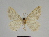  ( - SE MNC Lep 00261)  @13 [ ] Copyright (2010) Unspecified Museum fuer Naturkunde, Chemnitz