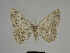  ( - SE MNC Lep 00265)  @13 [ ] Copyright (2010) Unspecified Museum fuer Naturkunde, Chemnitz
