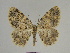  ( - SE MNC Lep 00266)  @14 [ ] Copyright (2010) Unspecified Museum fuer Naturkunde, Chemnitz