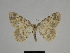  ( - SE MNC Lep 00267)  @14 [ ] Copyright (2010) Unspecified Museum fuer Naturkunde, Chemnitz