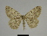  (Charissa zejae - SE MNC Lep 00271)  @14 [ ] Copyright (2010) Unspecified Museum fuer Naturkunde, Chemnitz