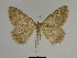  ( - SE MNC Lep 00272)  @14 [ ] Copyright (2010) Unspecified Museum fuer Naturkunde, Chemnitz