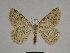  (Charissa SE03Tn - SE MNC Lep 00273)  @14 [ ] Copyright (2010) Unspecified Museum fuer Naturkunde, Chemnitz