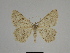  (Charissa SE03Tn - SE MNC Lep 00274)  @14 [ ] Copyright (2010) Unspecified Museum fuer Naturkunde, Chemnitz