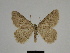  ( - SE MNC Lep 00275)  @14 [ ] Copyright (2010) Unspecified Museum fuer Naturkunde, Chemnitz