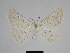  ( - SE MNC Lep 00280)  @13 [ ] Copyright (2010) Unspecified Museum fuer Naturkunde, Chemnitz
