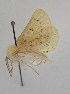  ( - SE MNC Lep 00286)  @12 [ ] Copyright (2010) Unspecified Museum fuer Naturkunde, Chemnitz