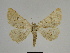  ( - SE MNC Lep 00290)  @14 [ ] Copyright (2010) Unspecified Museum fuer Naturkunde, Chemnitz