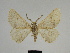  ( - SE MNC Lep 00291)  @14 [ ] Copyright (2010) Unspecified Museum fuer Naturkunde, Chemnitz
