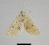  ( - SE MNC Lep 00292)  @12 [ ] Copyright (2010) Unspecified Museum fuer Naturkunde, Chemnitz