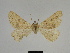  ( - SE MNC Lep 00293)  @12 [ ] Copyright (2010) Unspecified Museum fuer Naturkunde, Chemnitz