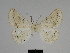  ( - SE MNC Lep 00295)  @12 [ ] Copyright (2010) Unspecified Museum fuer Naturkunde, Chemnitz