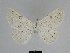  ( - SE MNC Lep 00298)  @13 [ ] Copyright (2010) Unspecified Museum fuer Naturkunde, Chemnitz