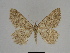  (Gnophos idrisarius - SE MNC Lep 00300)  @13 [ ] Copyright (2010) Unspecified Museum fuer Naturkunde, Chemnitz