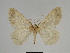  ( - SE MNC Lep 00300)  @12 [ ] Copyright (2010) Unspecified Museum fuer Naturkunde, Chemnitz