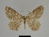  ( - SE MNC Lep 00301)  @11 [ ] Copyright (2010) Unspecified Museum fuer Naturkunde, Chemnitz