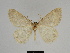  ( - SE MNC Lep 00301)  @11 [ ] Copyright (2010) Unspecified Museum fuer Naturkunde, Chemnitz