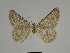  ( - SE MNC Lep 00302)  @13 [ ] Copyright (2010) Unspecified Museum fuer Naturkunde, Chemnitz